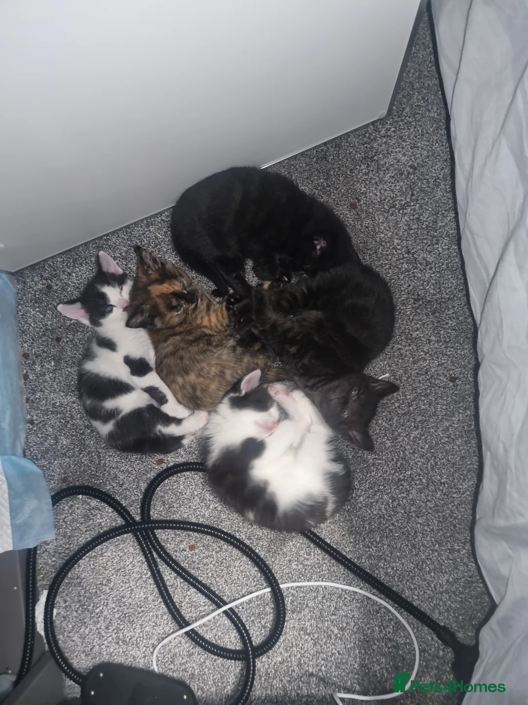 Mixed Breed cats for sale: Lovely mixed breed kittens black and black/white - Advert 1