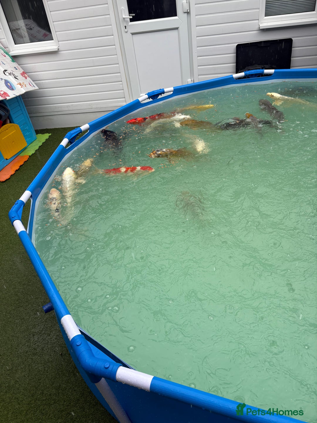Koi Carp fish for sale: Japanese koi carp - Image 2