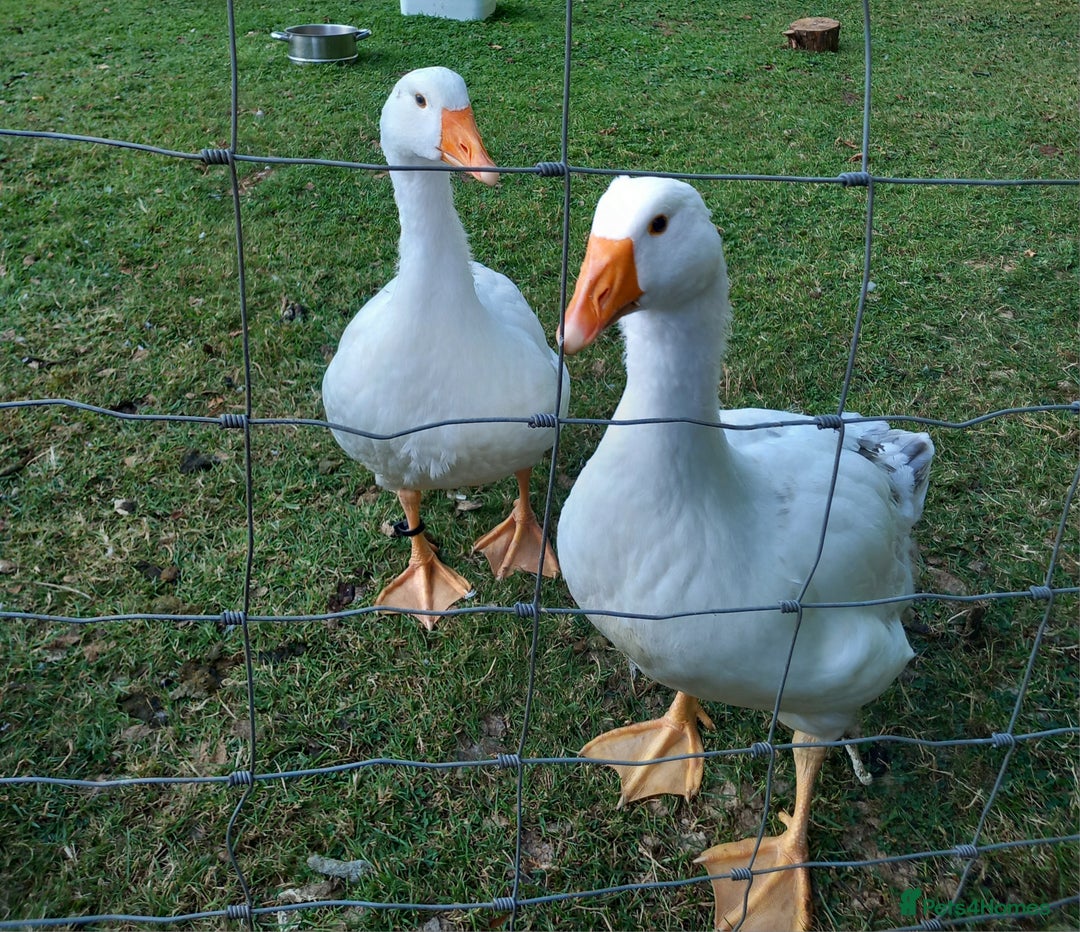 Geese poultry for sale: Pilgrim goslings - Image 1