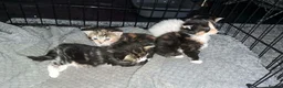 Domestic Shorthair cats for adoption: Bobby - DSLH Tabby & white boy in Kingswinford - Advert 4