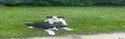 Border Collie dogs for sale: Working Border collie puppies  - Advert 2