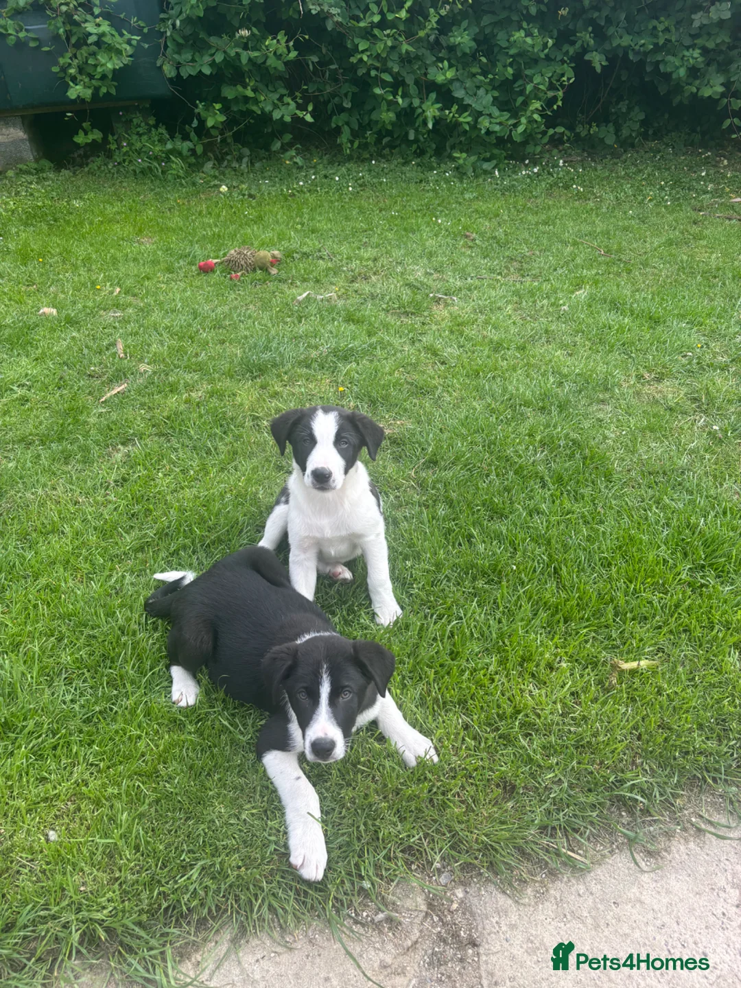 Border Collie dogs for sale: Working Border collie puppies  - Advert 2