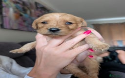 Labradoodle dogs for sale: F1 standard Labradoodle puppies  - Image 28