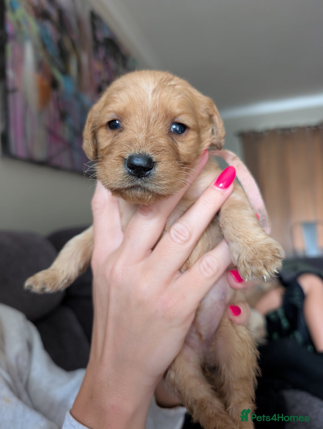 Labradoodle dogs for sale: F1 standard Labradoodle puppies  - Image 28