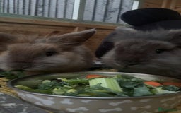 Lionhead rabbits for sale: 2 Lion head, 10 months old. - Image 2