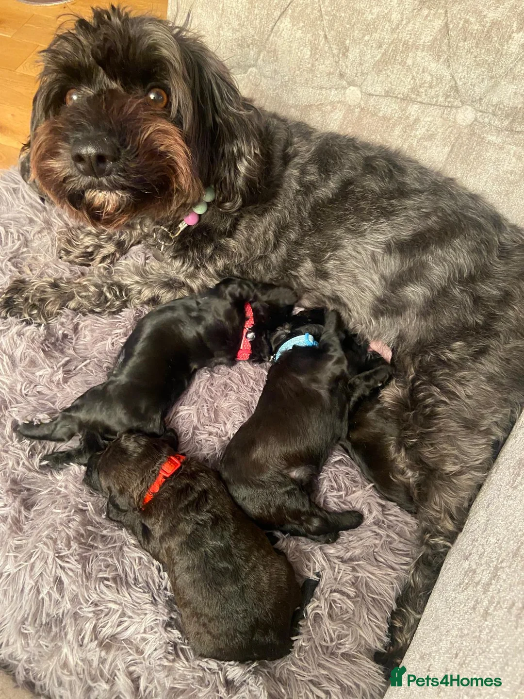 Schnoodle dogs for sale: Black/brown male Schnoodle pups for sale. in Glasgow - Advert 1
