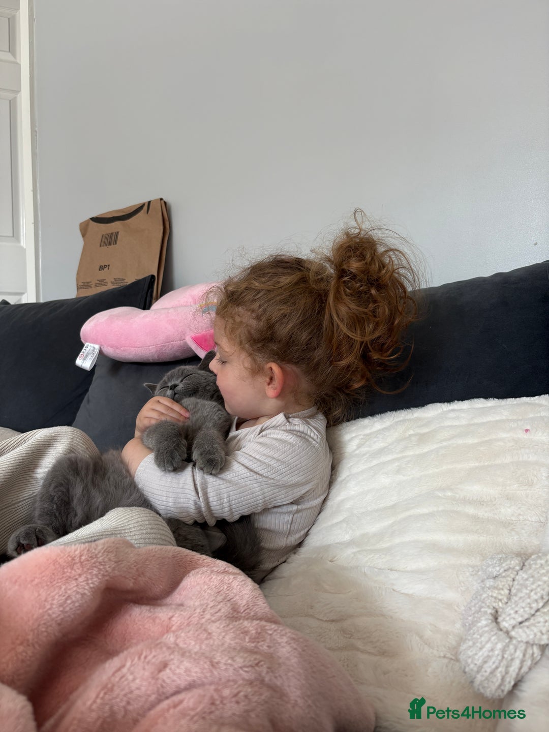 British Shorthair cats for sale: Meet stitch!  - Image 6