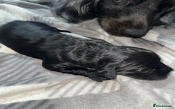 Cockapoo dogs for sale: 💫✨🐶🐾Gorgeous F1B Cockapoos🐾🐶✨💫 - Image 7