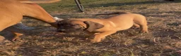 Boerboel dogs for sale: South African boerboel - Advert 3