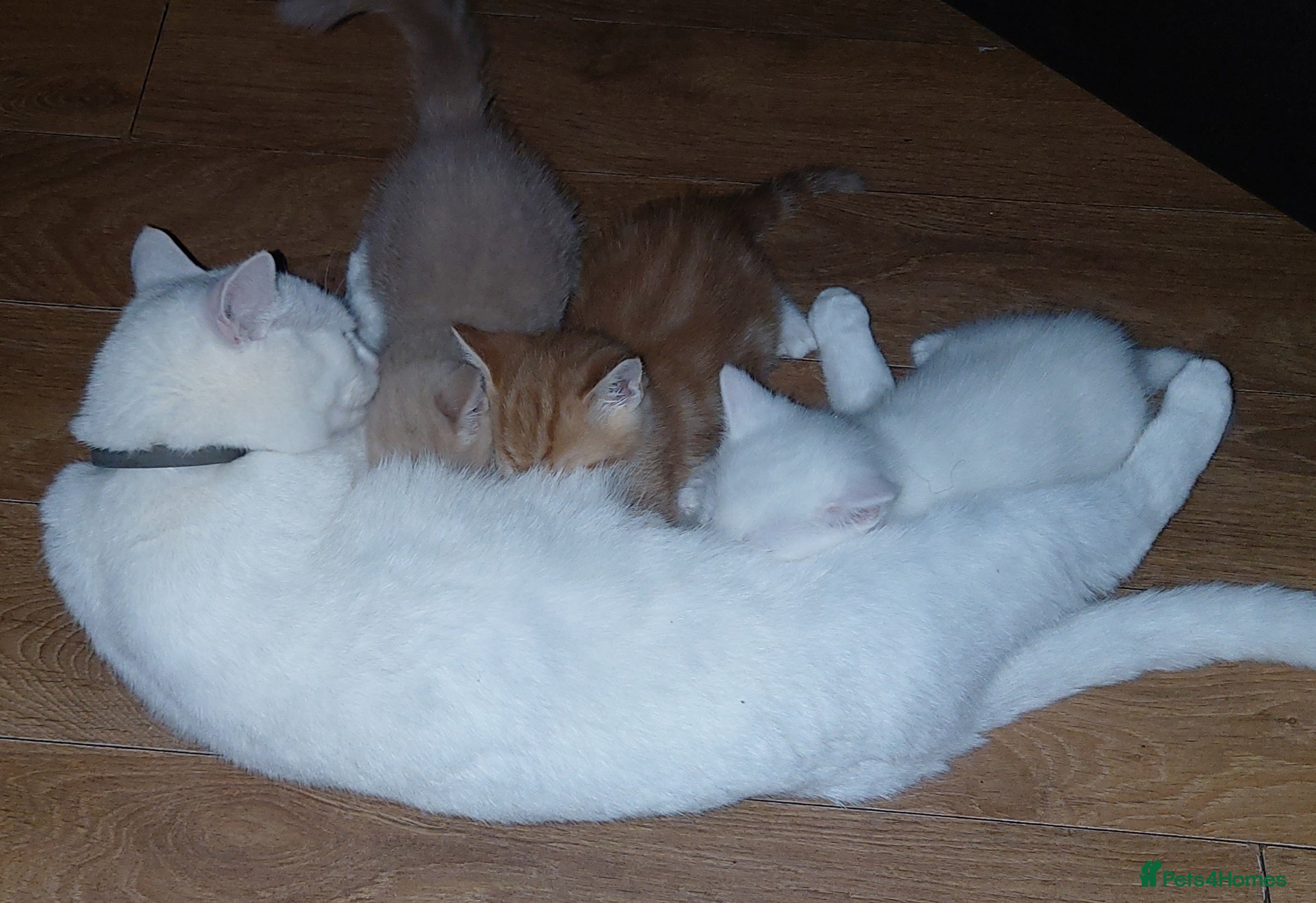Mixed Breed cats 1 white, ginger and caramac kitten  - Advert 1