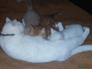 Mixed Breed cats 1 white, ginger and caramac kitten - Advert 1
