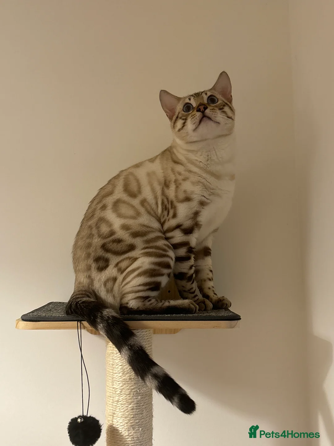 Bengal cats for sale: Beautiful lynx snow bengal  - Advert 1