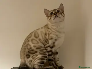 Bengal cats Beautiful lynx snow bengal - Advert 1