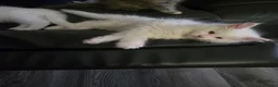 Maine Coon cats for sale: MAINE COON kitten - Advert 13