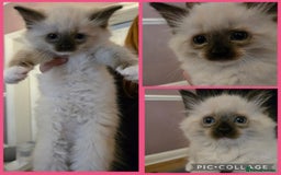 Ragdoll cats for sale: Purebred Ragdoll kittens, blue, seal, Lynx mitted - Image 4