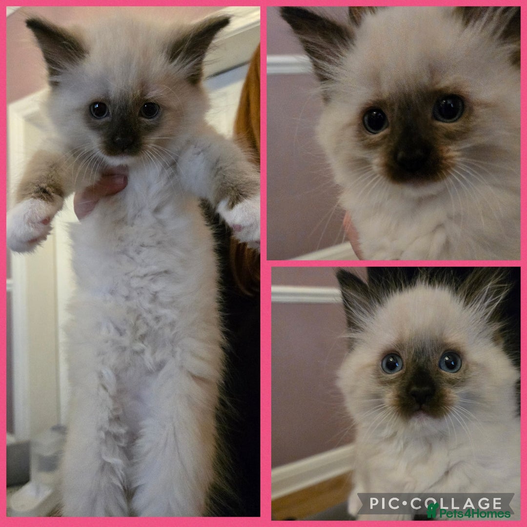Ragdoll cats for sale: Purebred Ragdoll kittens, blue, seal, Lynx mitted - Image 4