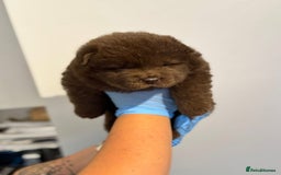 Chow Chow dogs for sale: chow chow puppies with champion stacked bloodline - Image 1