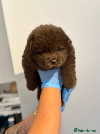 Chow Chow dogs - Advert 2