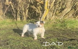 Jack Russell dogs for sale: Norwich terrier cross Jack Russell pups for sale - Image 2