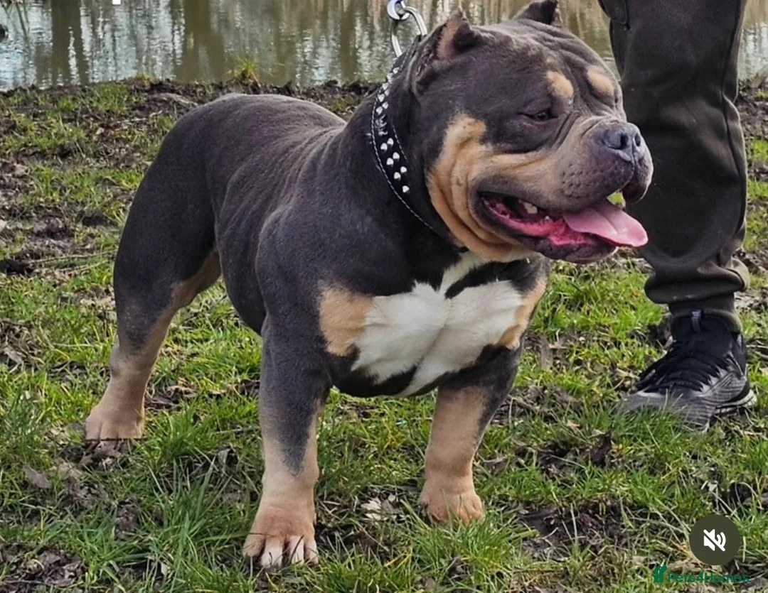 American Bully dogs for sale: Prizebullz x Clarkebullz pocket bullys  - Advert 2