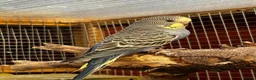 Budgerigars birds for sale: Baby budgies  - Advert 3