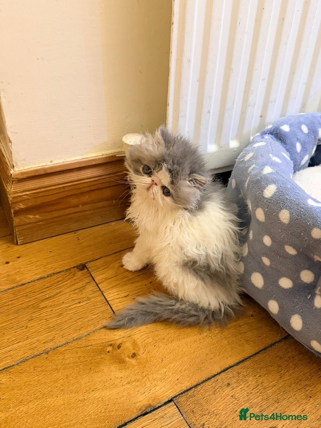 Persian cats for sale: Persian Kittens Top Quality Bloodlines - Advert 13
