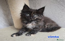 Maine Coon cats for sale: Maine Coon Kittens Tortie/Torbie Russian lines - Image 17
