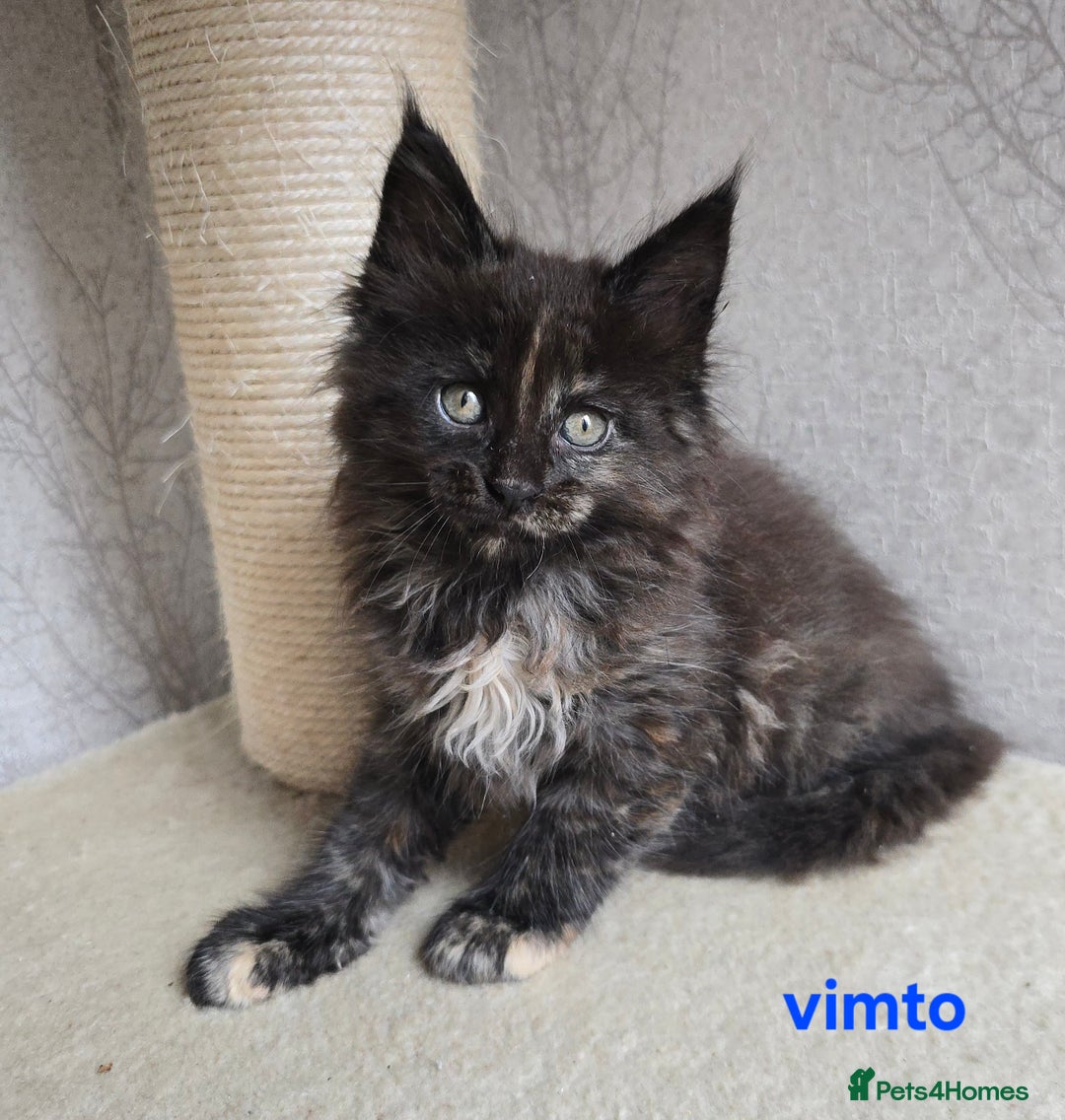 Maine Coon cats for sale: Maine Coon Kittens Tortie/Torbie Russian lines - Image 17