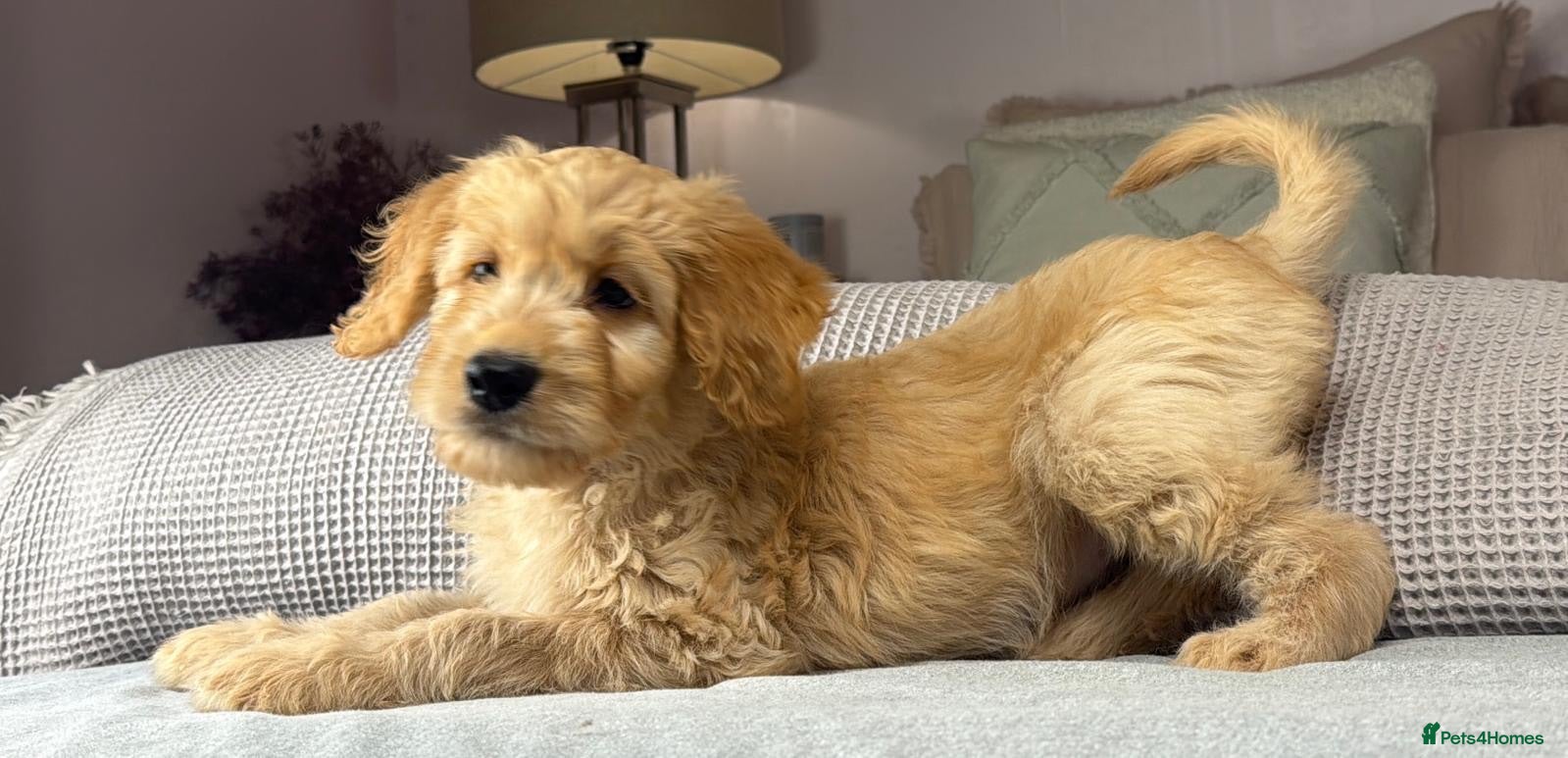 Goldendoodle dogs BEAUTIFUL HEALTHY CHUNKY PUPPIES  - Advert 2