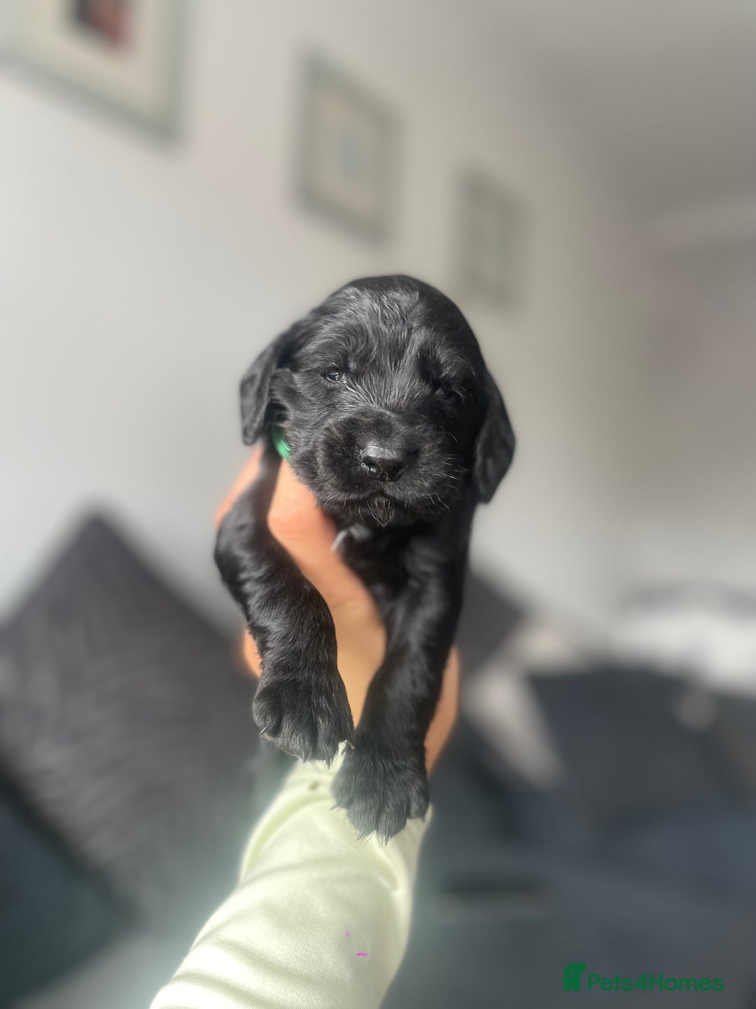 Cockapoo dogs for sale: Cockapoo fb1 puppy’s  - Image 3