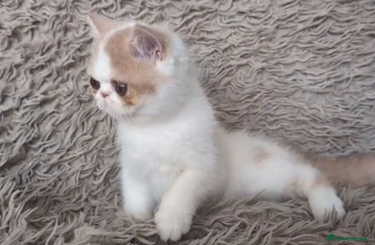 Persian cats Persian Kitten GCCF Registered   - Advert 1