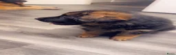 German Shepherd dogs for sale: German Shepard puppies for sales  - Advert 5