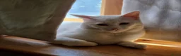 Mixed Breed cats for sale: Friendly Ragdoll × Turkish Angora male  in Witham - Advert 8