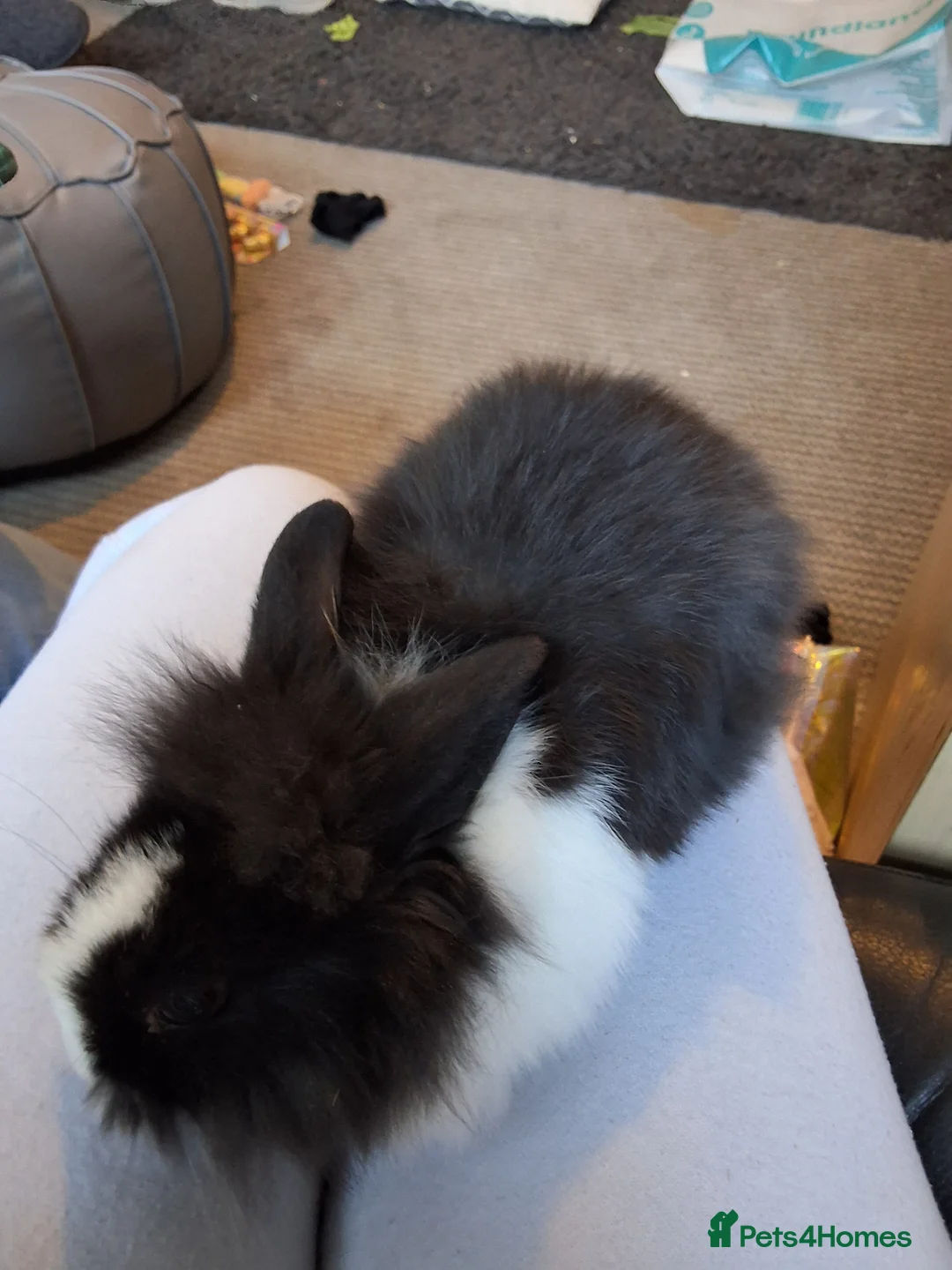 Lionhead rabbits for sale: 6 bunnies - Advert 2