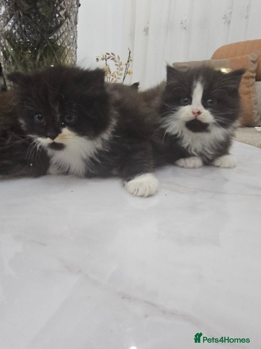 Persian cats for sale: Adorable half perian kittens available now,  - Advert 3
