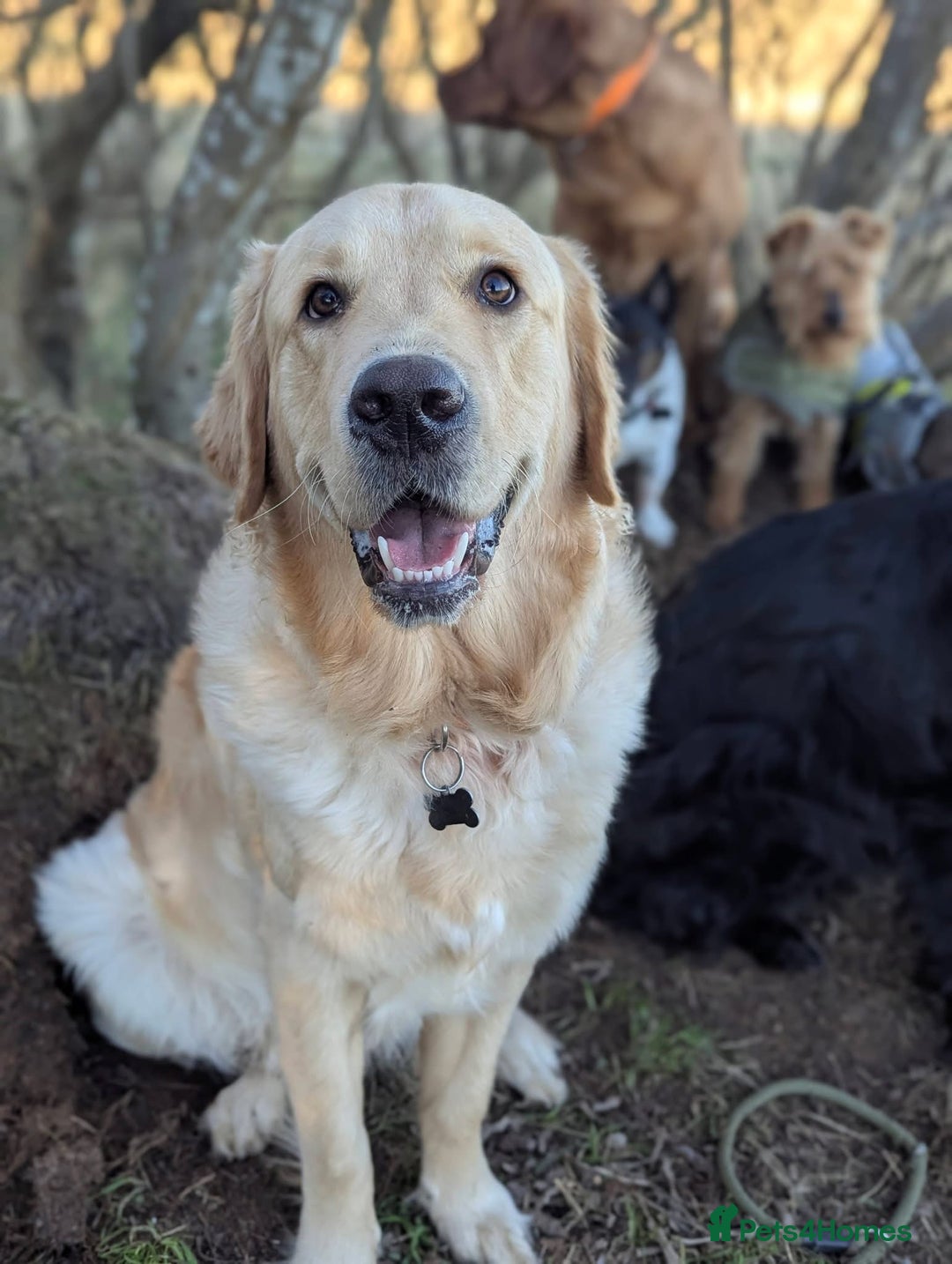 Golden Retriever dogs for sale: 1yr old American Golden Retriever for rehome  - Advert 2