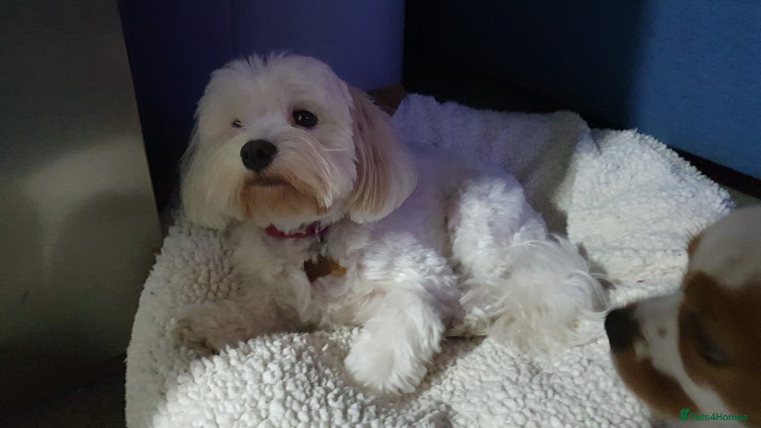 Mixed Breed dogs for sale: Beautiful red and fawn colour Cavapoochons pups - Advert 33