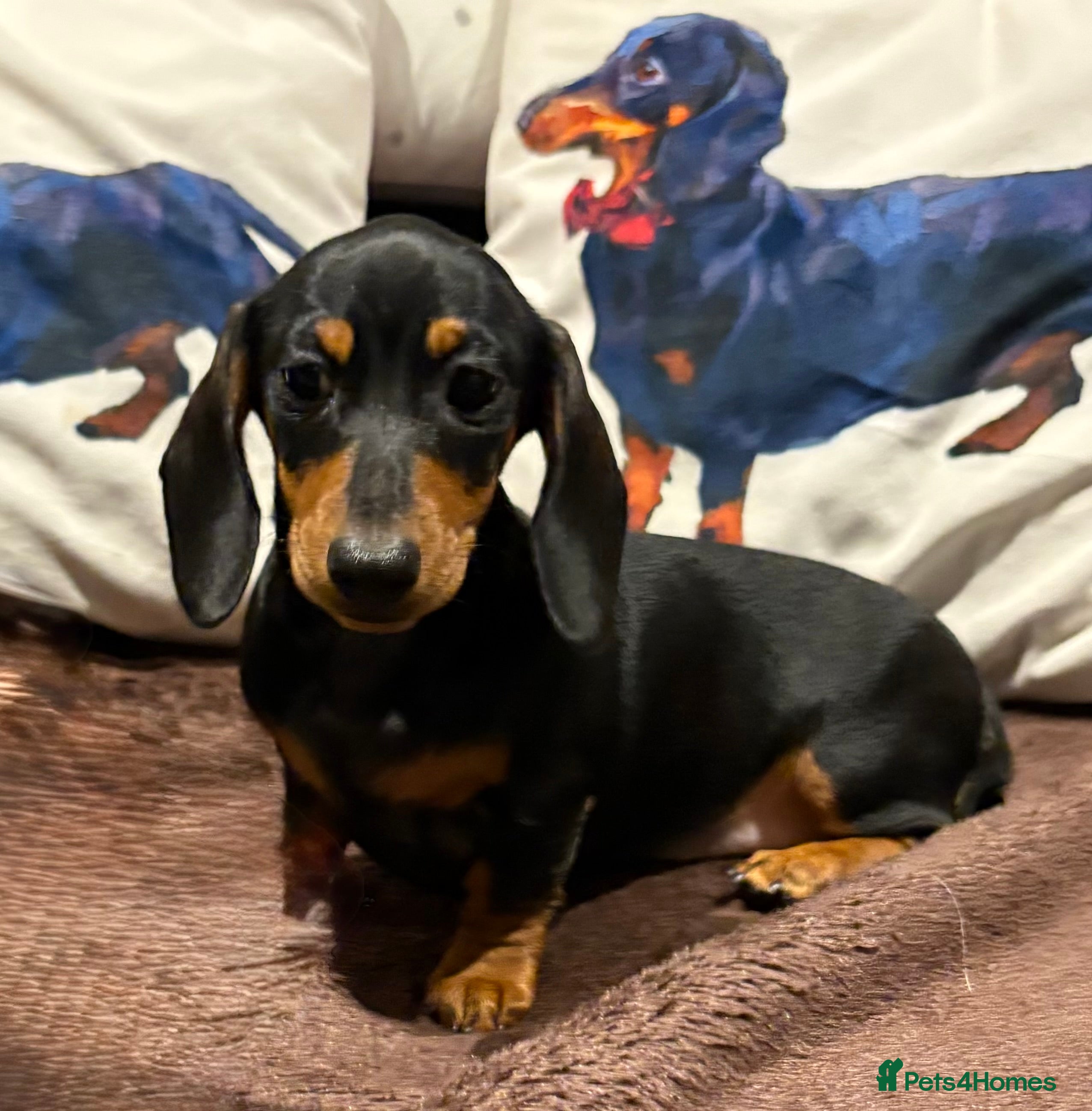 Miniature Dachshund dogs Vanitonia Miniature Smooth Dachshunds   - Advert 5