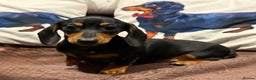 Miniature Dachshund dogs for sale: Vanitonia Miniature Smooth Dachshunds   - Advert 1