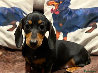 Miniature Dachshund dogs Vanitonia Miniature Smooth Dachshunds - Advert 3