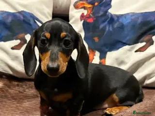 Miniature Dachshund dogs Vanitonia Miniature Smooth Dachshunds - Advert 17