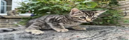 Bengal cats for sale: Bengal x Maine Coon Cross Kittens  - Advert 3