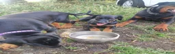 Dobermann dogs for sale: FOUR DOBERMANN FEMALE PUPS STILL AVAILABLE  - Advert 1
