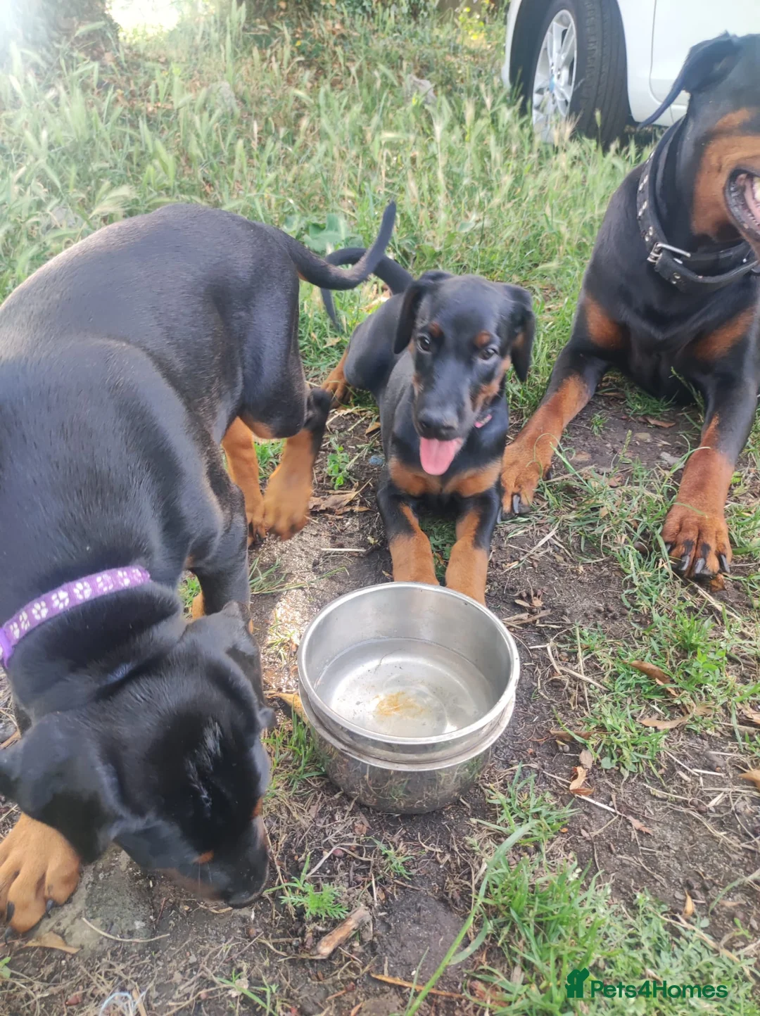 Dobermann dogs for sale: FOUR DOBERMANN FEMALE PUPS STILL AVAILABLE  - Advert 1