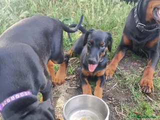 Dobermann dogs FOUR DOBERMANN FEMALE PUPS STILL AVAILABLE - Advert 3