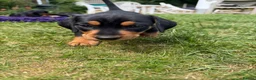 Miniature Dachshund dogs for sale: Miniature dachshund puppies  in Winchester - Advert 10