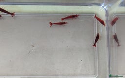 Shrimps fish for sale: 10 Red Cherry shrimps + 2 Free | Size 1-2 CM - Image 1