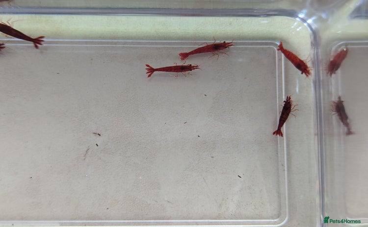 Shrimps fish - Advert 10
