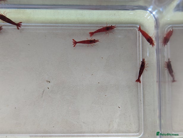 Shrimps fish - Advert 10
