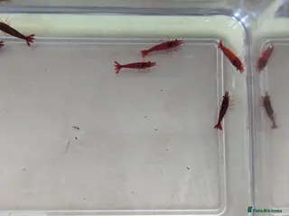 Shrimps fish 10 Red Cherry shrimps + 2 Free | Size 1-2 CM - Advert 16